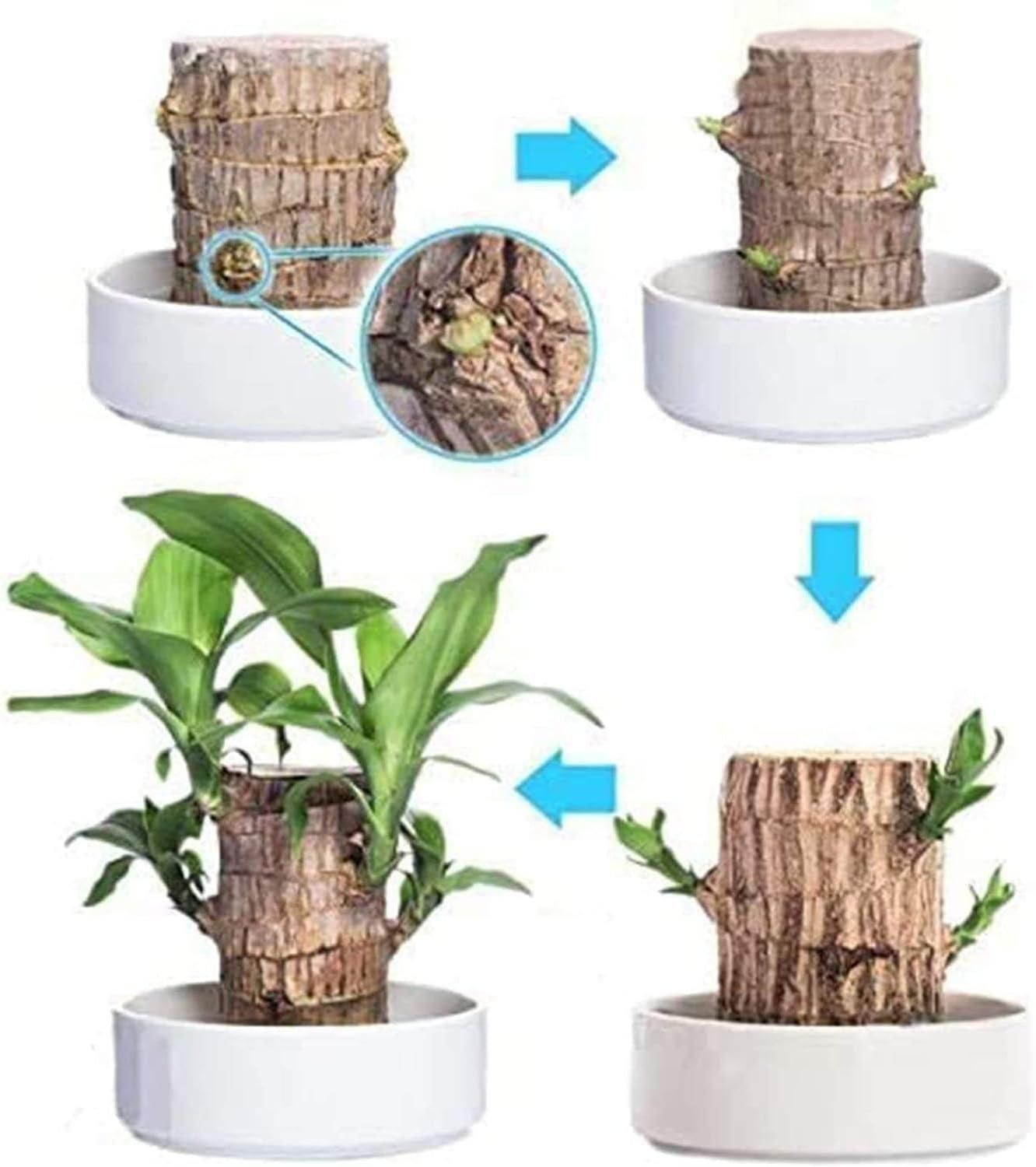 Brazilian Lucky Wood, Mini Home Plant Decorations (Pack of 2) bqu5q7-dm