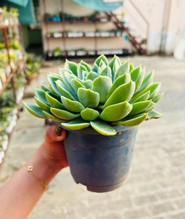 Lakshmi Kamal Vastu Plant bqu5q7-dm