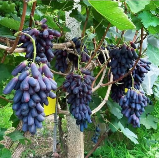 Sweet Sapphire Grapes Seed Pack of 20 bqu5q7-dm