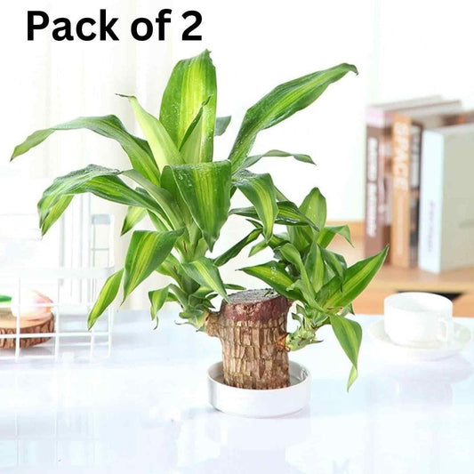 Brazilian Lucky Wood, Mini Home Plant Decorations (Pack of 2) bqu5q7-dm