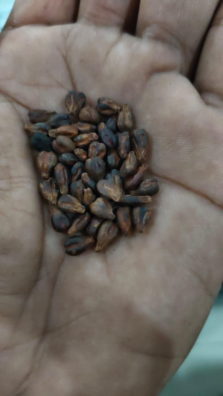 Sweet Sapphire Grapes Seed Pack of 20 bqu5q7-dm