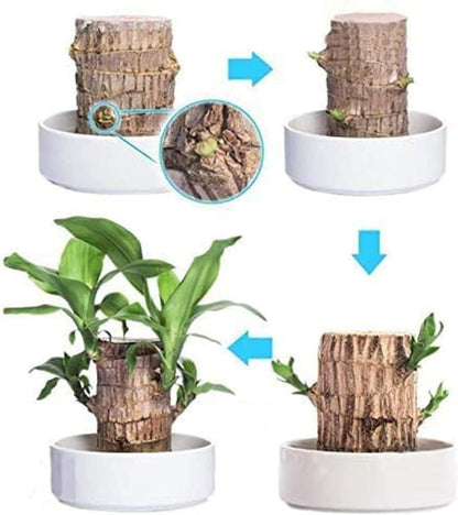 Brazilian Lucky Wood, Mini Home Plant Decorations (Pack of 2) bqu5q7-dm